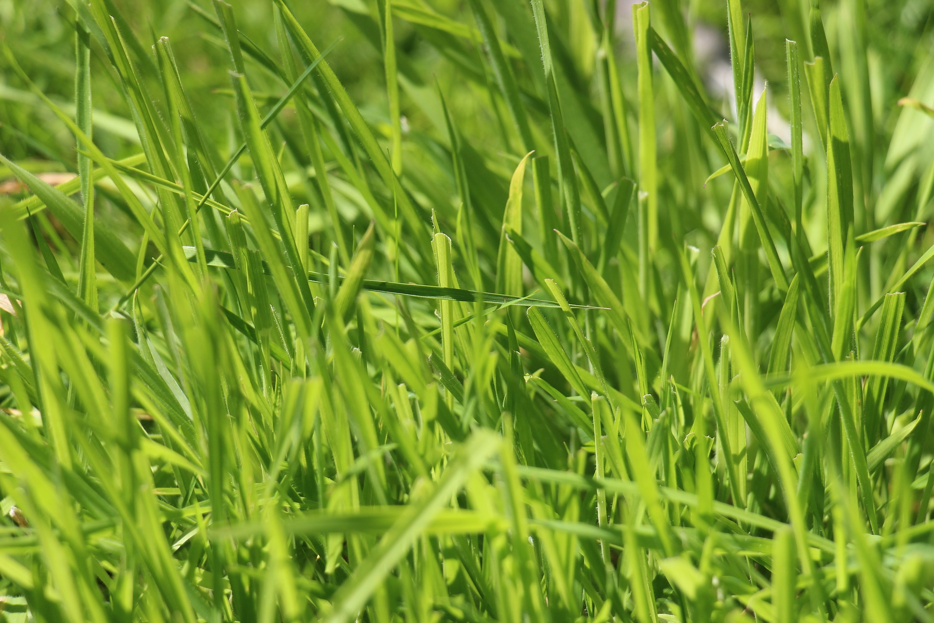 Grass