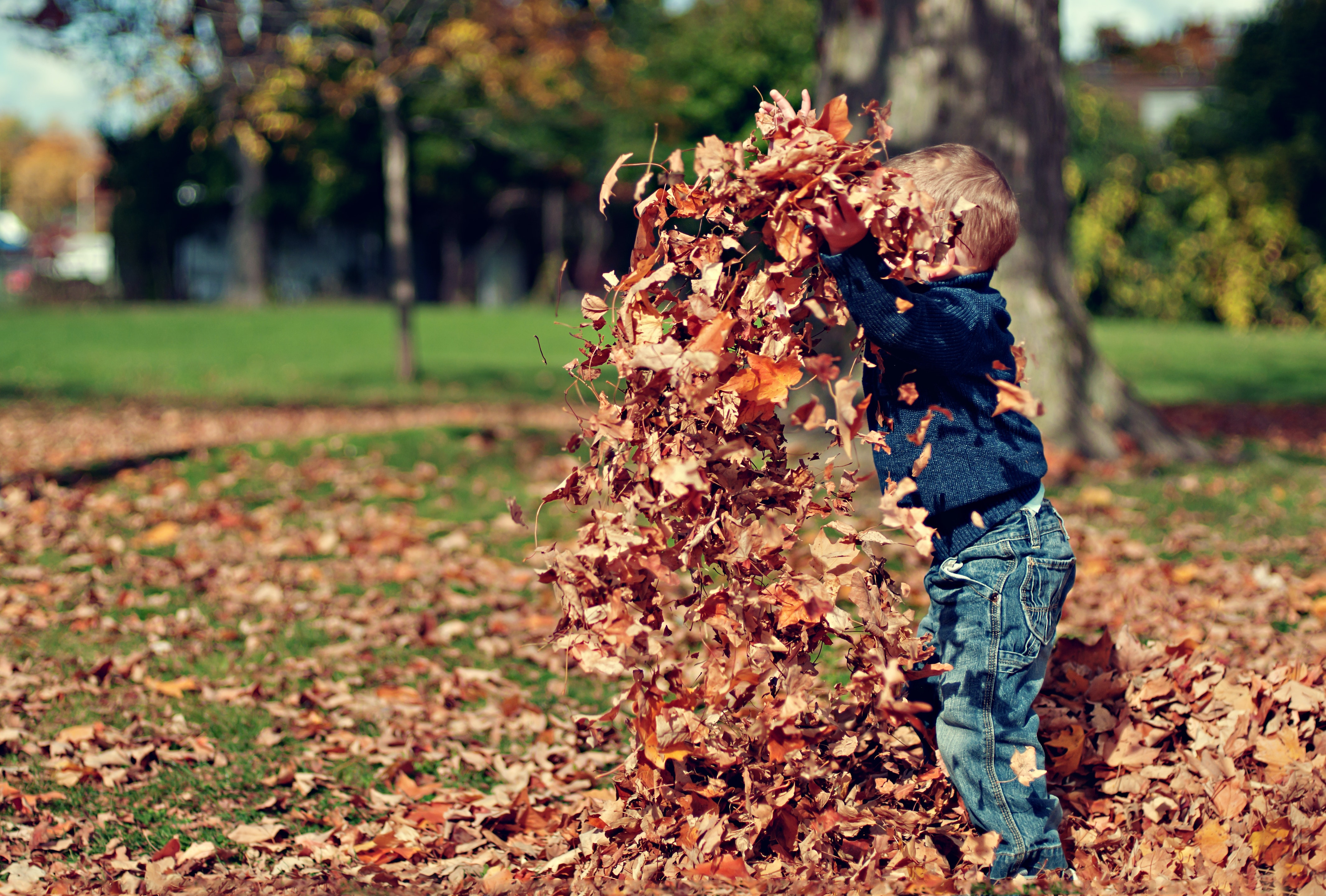A small child playing in autumn leaves.