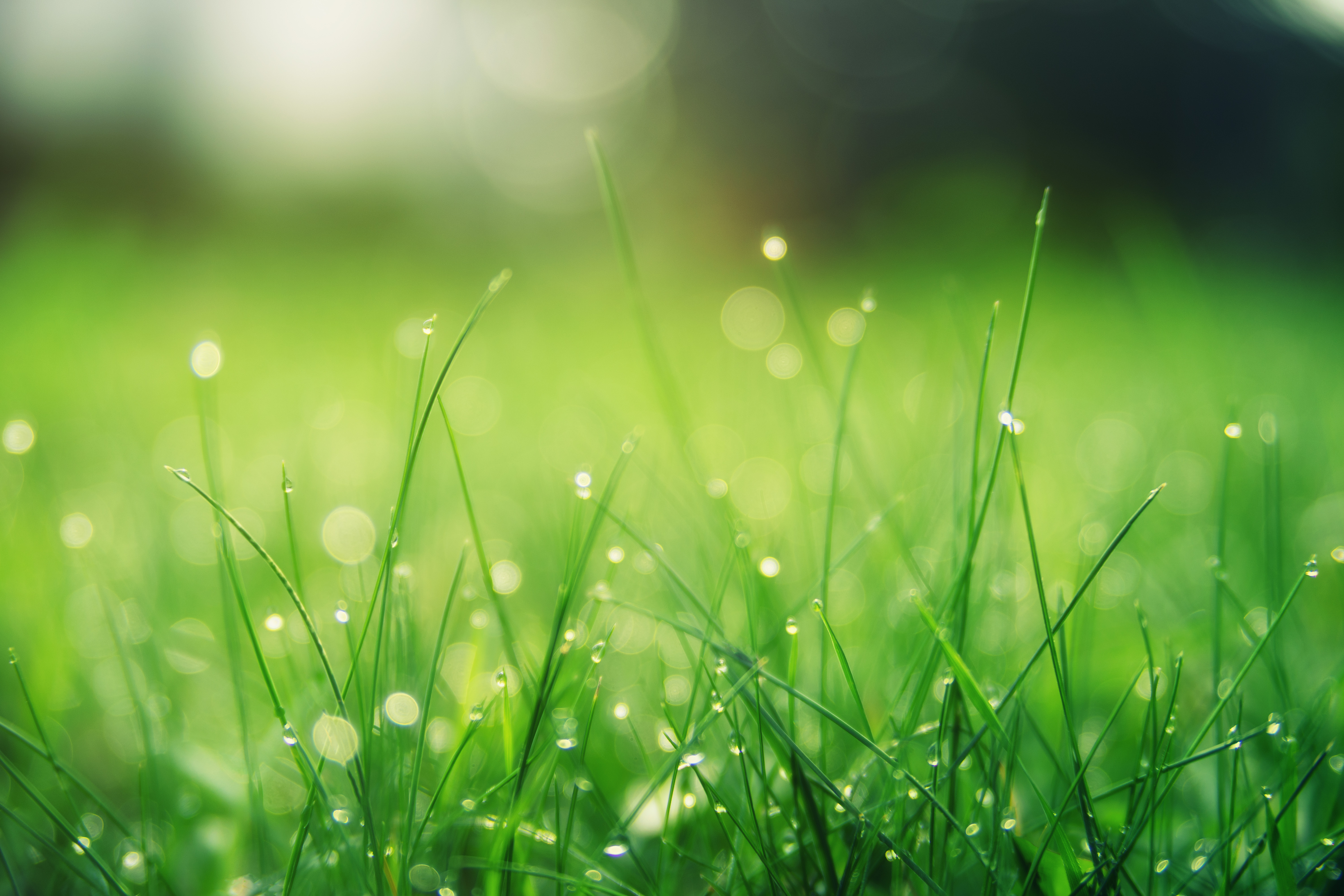 Soft focus shot of dew on blades of grass