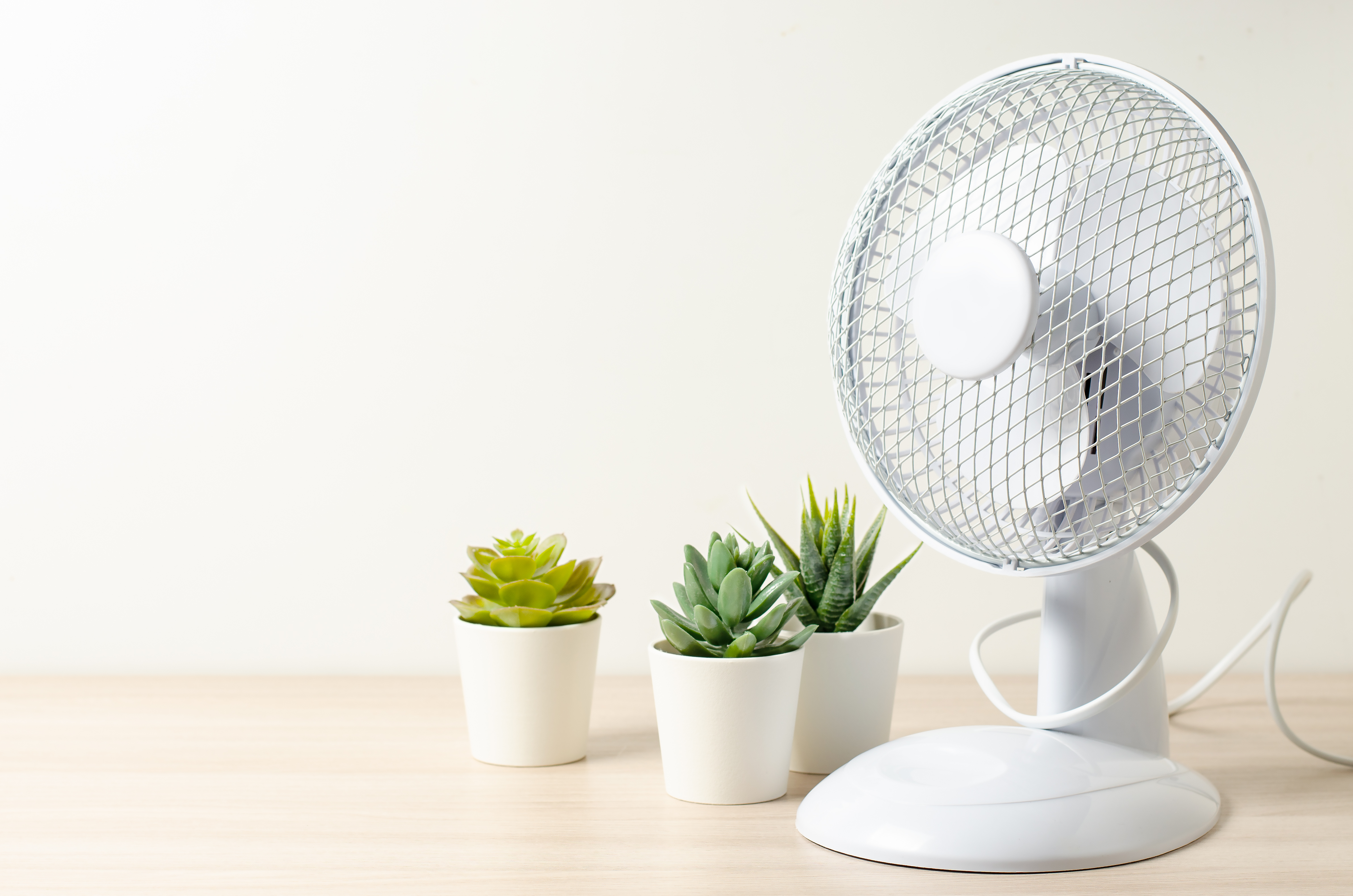 Table Fan Succulent Flowers Closeup Cooling Room Hot Weather