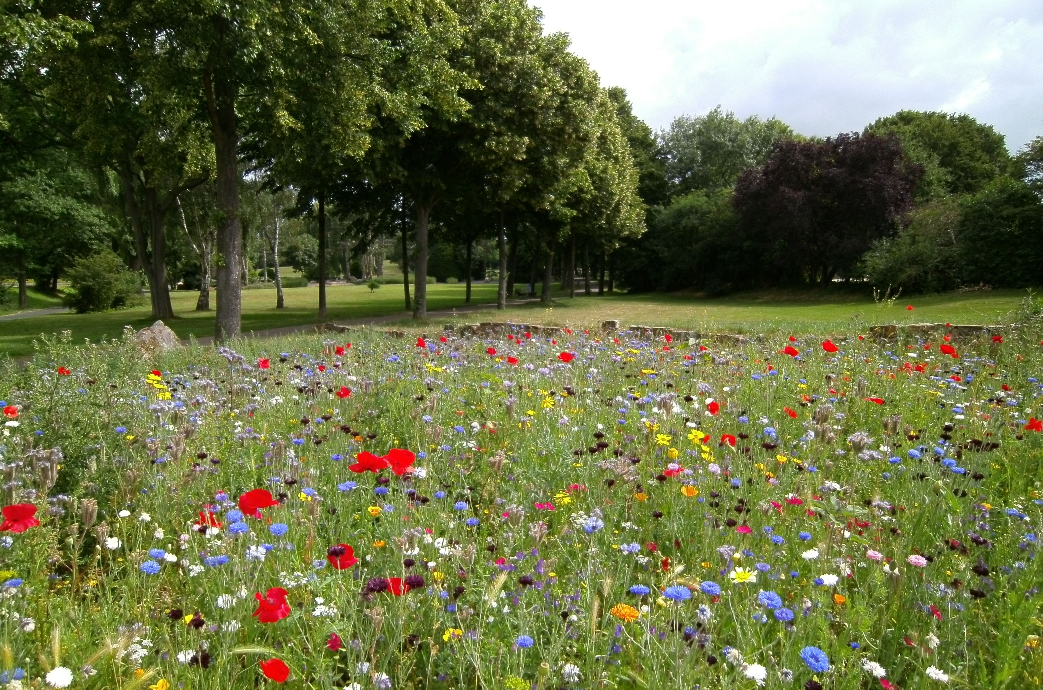 A wildflower meadow
