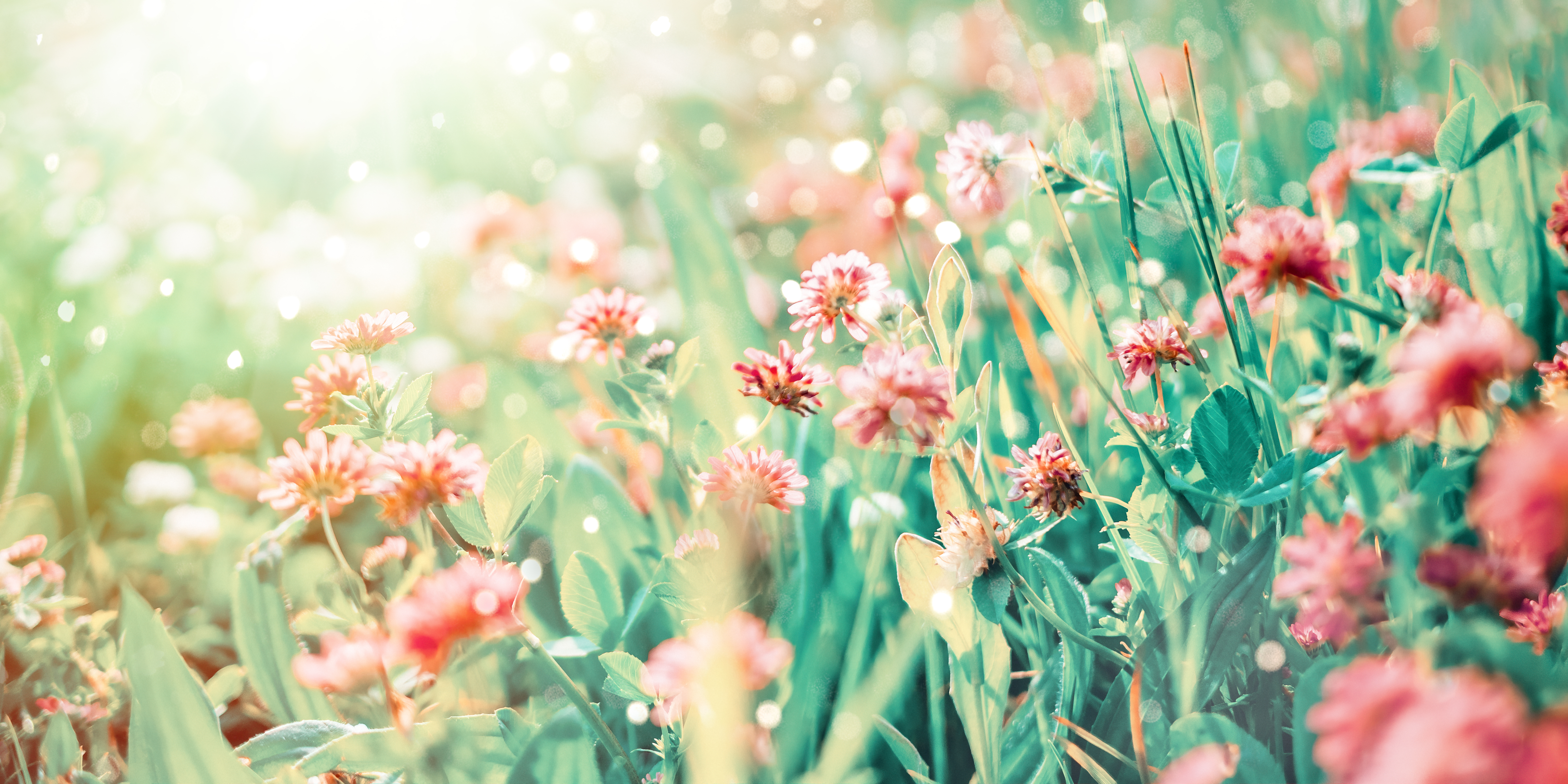 Wildflowers Clover Rays Sunlight