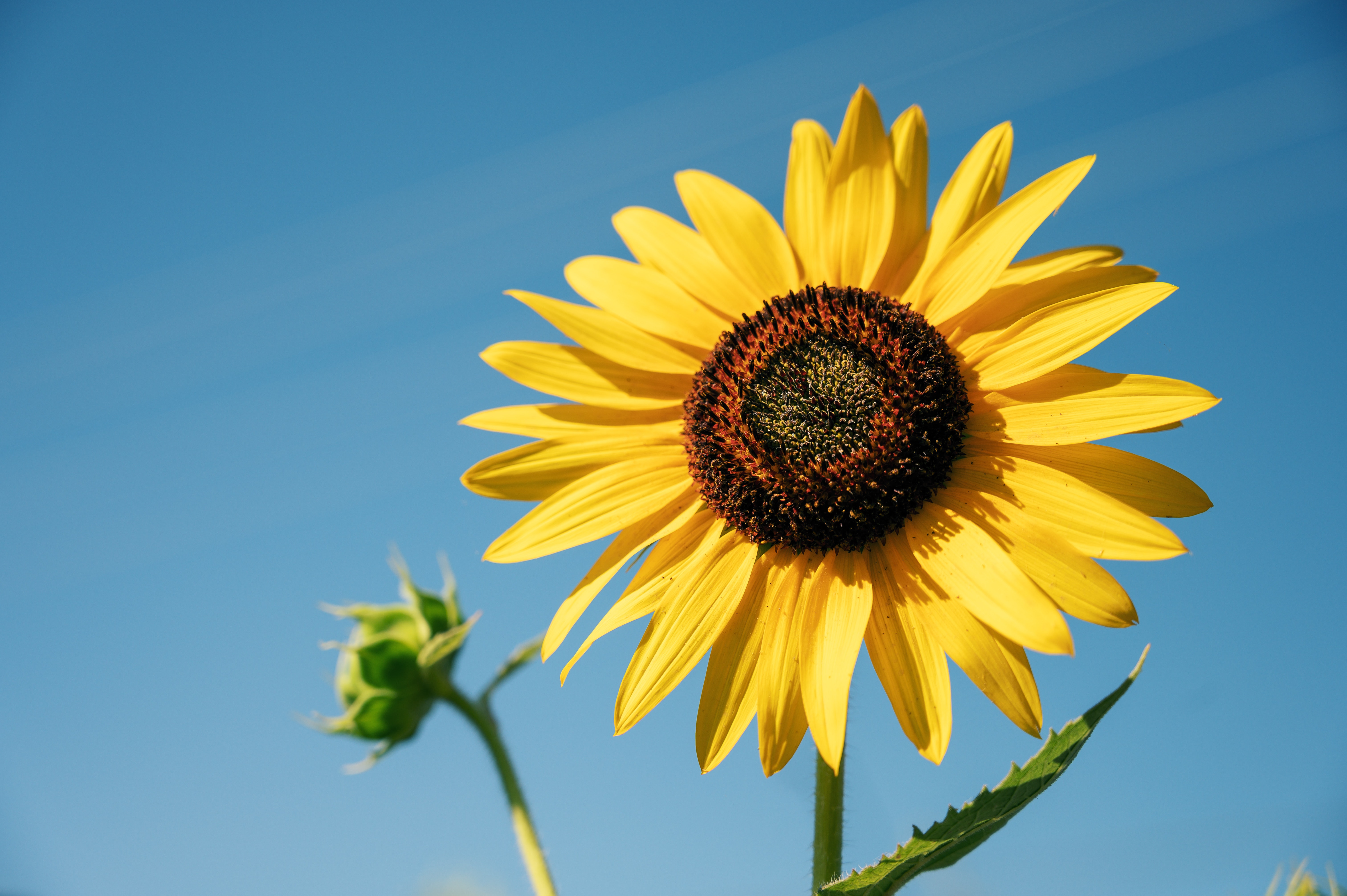 Close-up photo of the top of a sunflower with a blue sky background
