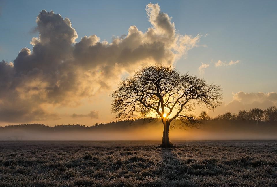 A lone tree against a misty sunset on the moors