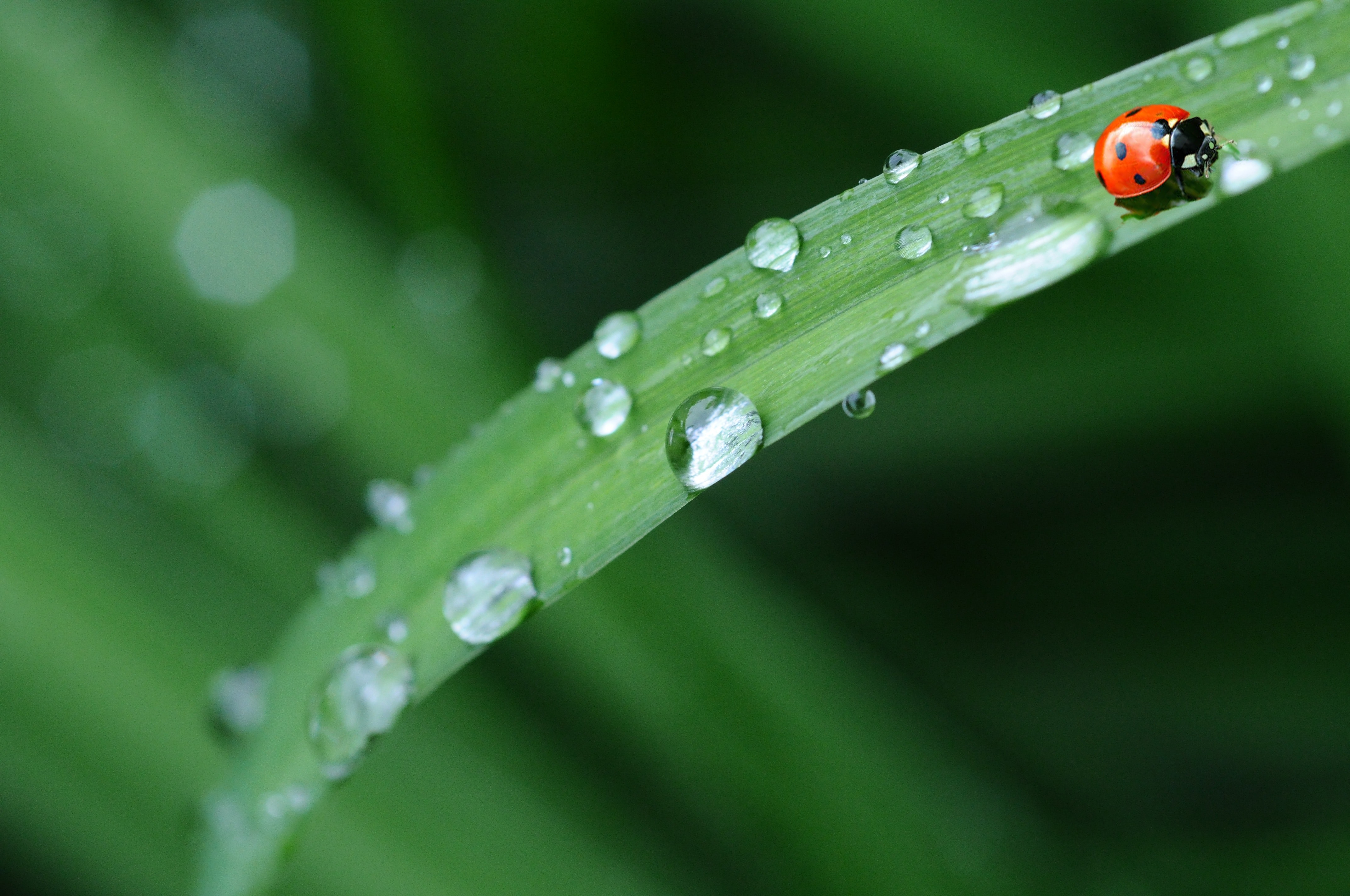 Ladybird