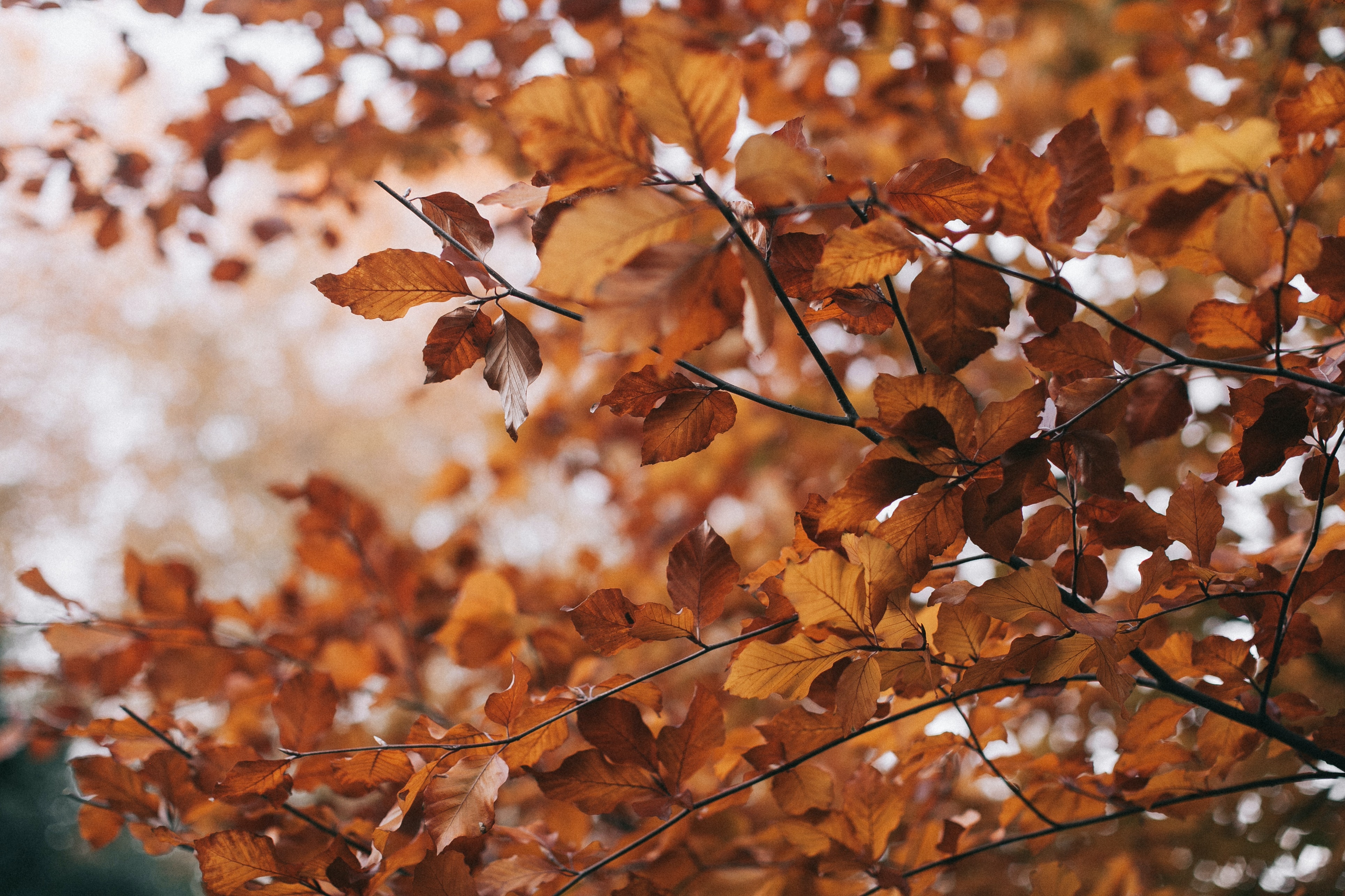 Autumn Tree