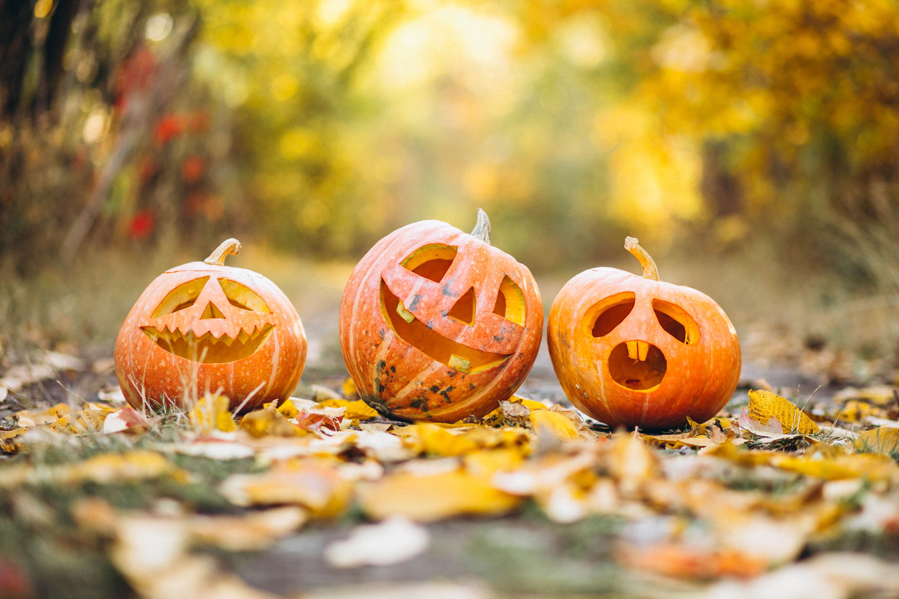 Three Cute Halloween Pumpkins Autumn Park