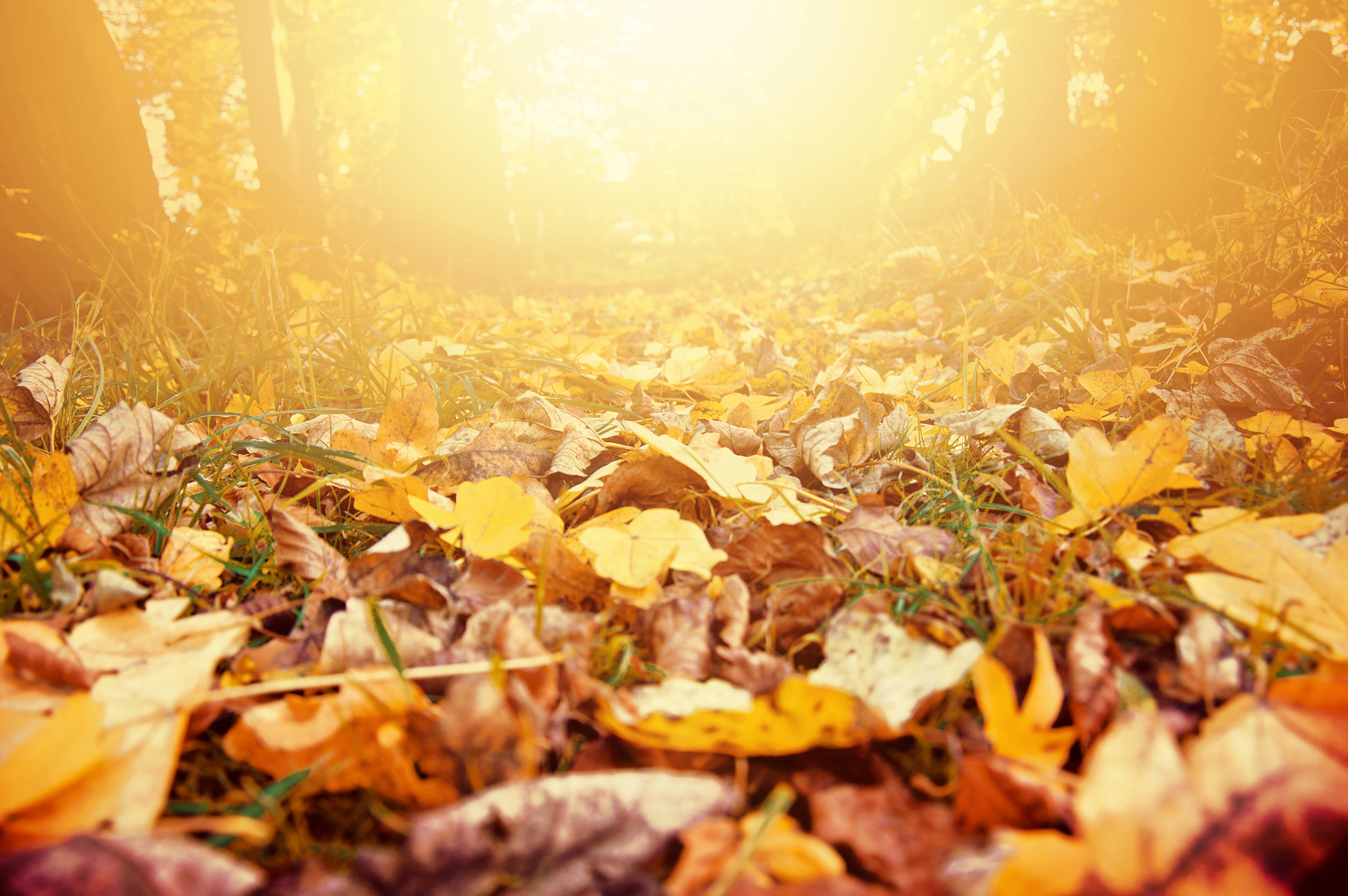 A path within a forest covered with brown and yellow fallen leaves from the trees above