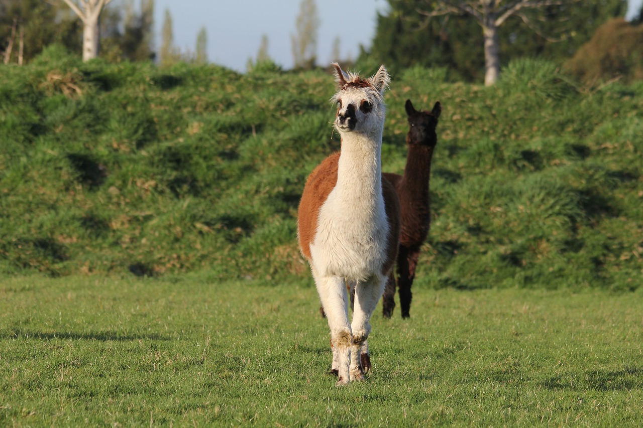 Two alpacas in a field, surrounded by bushes and grass