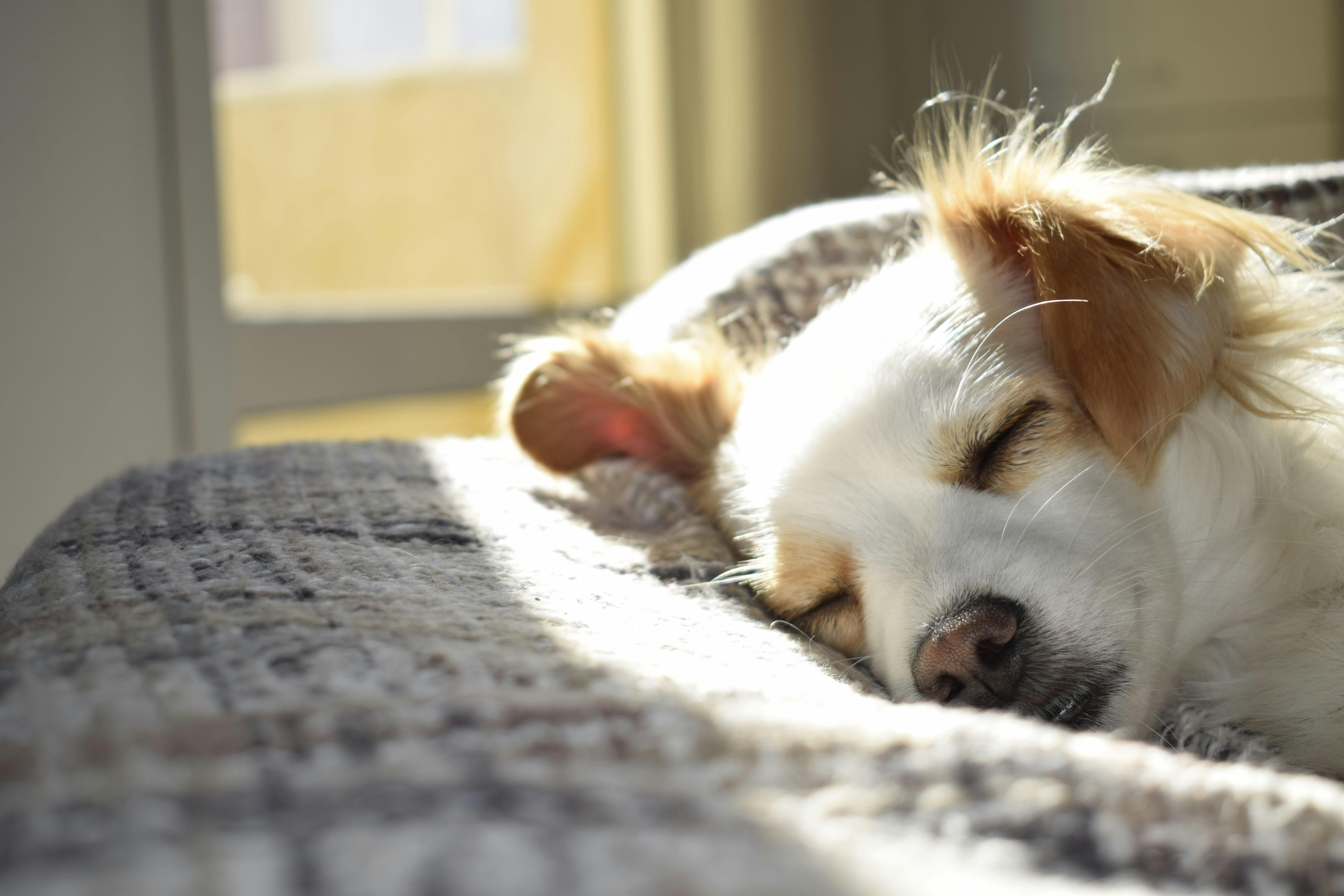 A white and tan dog sleeping on a grey bed.