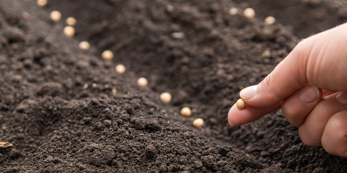 Seeds, Garden, Soil