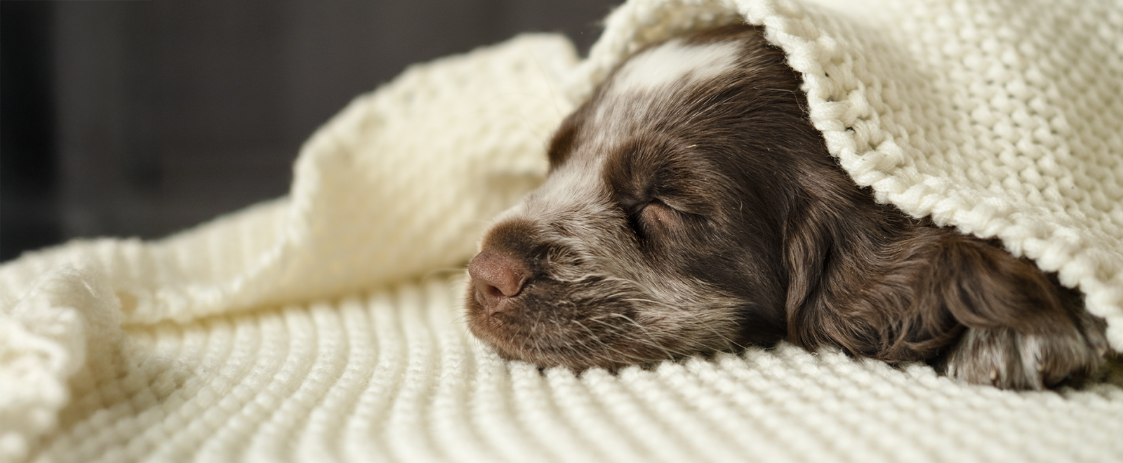 Cute Dog 2