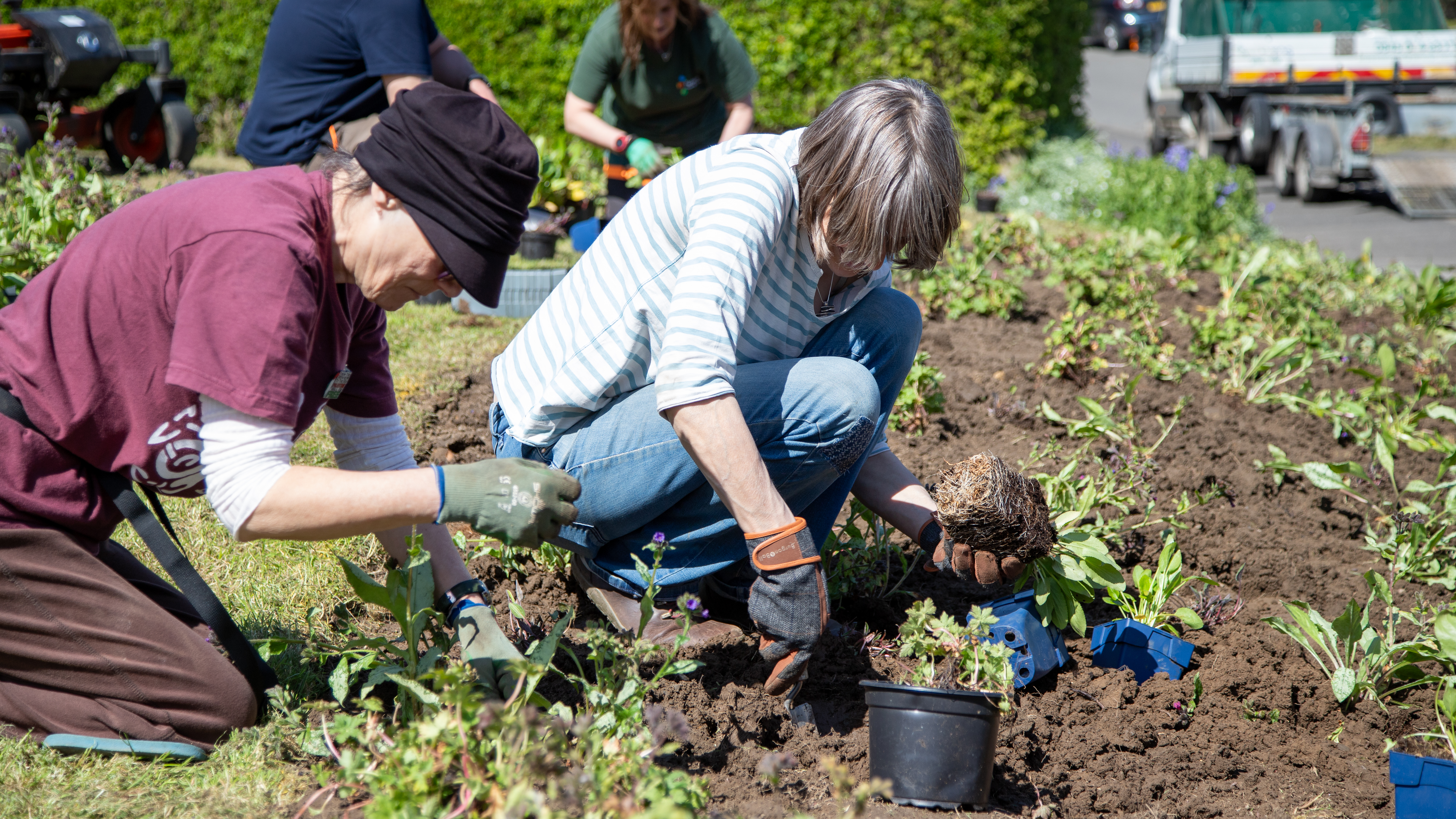 Planting flowers with Transition Crich
